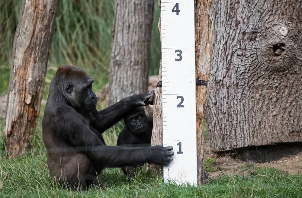 London Zoo’s annual Weigh-in Begins