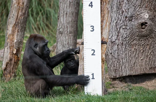 Gorilla “Mjukuu” and her baby “Alika” check out a measuring device in an enclosure during a photocall at London Zoo on August 24, 2017, to promote the zoo's annual weigh-in event. (Photo by Chris J. Ratcliffe/AFP Photo)
