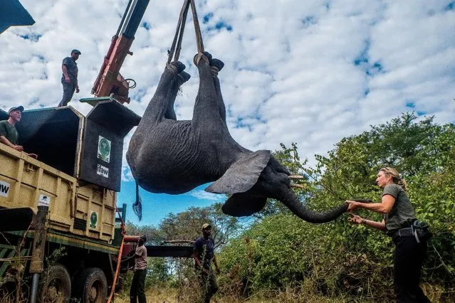 Wildlife officers load an elephant into a truck at Liwonde National Park in Machinga, Malawi, July 10, 2022. Malawi has carried out a program to translocate 250 elephants and 405 additional wildlife from Liwonde National Park to Kasungu National Park as part of a national conservation initiative. (Photo by Xinhua News Agency/Rex Features/Shutterstock)