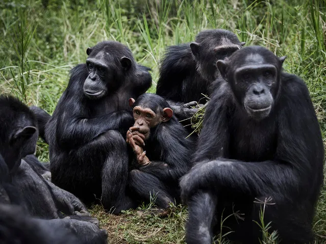 A group of chimpanzees is seen at Lwiro Primates centre in Lwiro, South Kivu, the Democratic Republic of the Congo, 06 March 2020. The Democratic Republic of Congo is home to some of the world’s most biodiverse locations, however, conflict, poachers and lawlessness are a constant threat to the unique species inhabiting the forests. Conservation authorities have created a safe haven for threatened chimpanzees and several other species of monkey. Orphaned by poaching, saved from the pet or bushmeat trade, rescued primates are often traumatised and medically vulnerable. (Photo by Hugh Kinsella Cunningham/EPA/EFE)