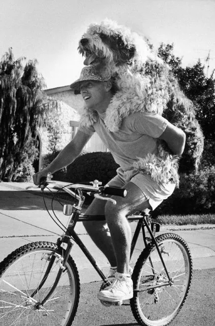 It appears that Oliver, a 7-year-old English sheep dog, has overridden the traditional practice of walking on a leash to keep in shape and gone the yuppie or puppie route of bicycling for exercise in Sacramento on June 6, 1986. Unfortunately for owner Rob Wordon of Sacramento, California, it's he who gets the exercise, not Oliver. (Photo by Rich Pedroncelli/AP Photo)