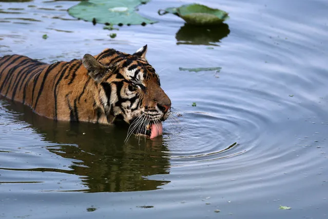 A tiger cools off in water at a zoo in Huangshan, Anhui province, China, July 25, 2016. (Photo by Reuters/Stringer)