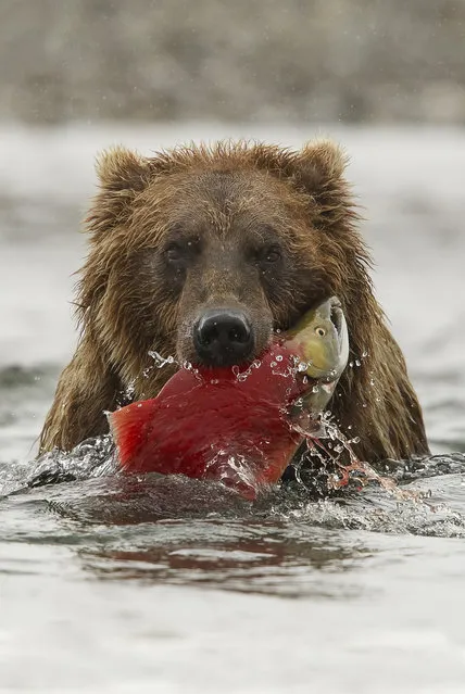 “Brown bear, Alaska”. A brown bear found in Katmai National Park and Preserve in Alaska holds a freshly caught salmon in its mouth. (Photo by Robert J. Amoruso/Smithsonian Wilderness Forever Photo Contest)