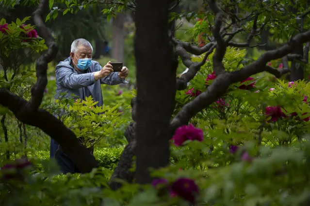 A man wearing a face mask to protect against the spread of the new coronavirus takes a photo of blossoms at a public park in Beijing, Saturday, April 25, 2020. China on Saturday reported no new deaths from the coronavirus for the 10th straight day. (Photo by Mark Schiefelbein/AP Photo)