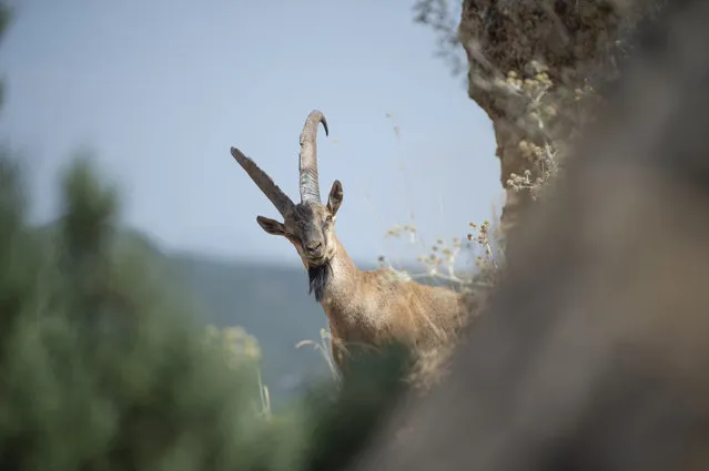 A wild goat (capra aegagrus), under protection due to the danger of extinction, is seen in Tunceli, Turkiye on September 04, 2022. (Photo by Sidar Can Eren/Anadolu Agency via Getty Images)