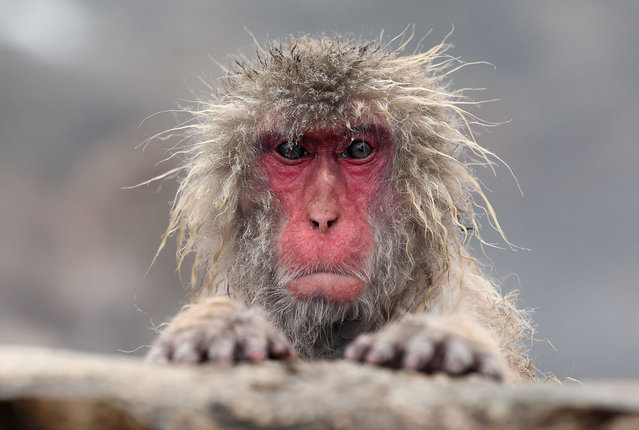 Japanese macaques or Japanese Snow Monkeys as they are more commonly known as, are seen in a hot spring at the base of Joshinetsu Kogen National Park on January 04, 2024 in Jigokudani Monkey Park, Nagano, Japan. (Photo by Ian MacNicol/Getty Images)