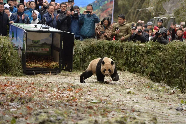 Captive-bred pair, the male panda Ba Xi and the female panda Ying Xue, walk into the forest out of the cage after being released into the wild at Liziping Nature Reserve on November 23, 2017 in Ya'an, Sichuan Province of China. They are the second pair released into the wild in the World. (Photo by VCG/VCG via Getty Images)
