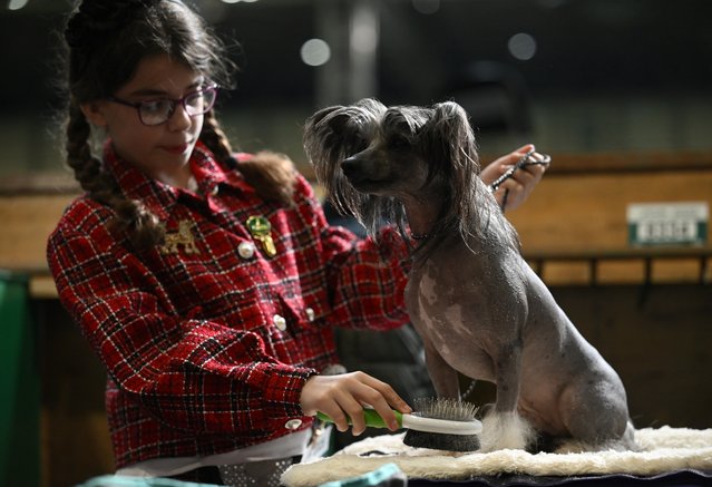 A girl brushes her Chinese Crested dog at National Exhibition Centre on March 07, 2025 in Birmingham, England. Over 20,000 dogs are taking part in Crufts this year competing for the coveted Best In Show title. (Photo by Anthony Devlin/Getty Images)