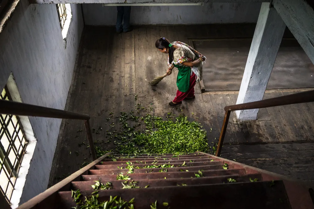 The Making of India’s Most Expensive Tea