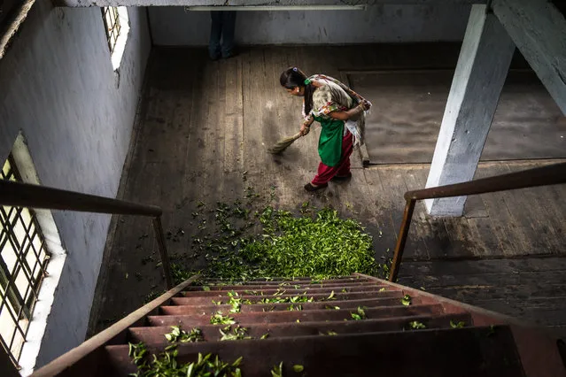 A worker sweeps spilt tea leaves at the bottom of a staircase a the Makaibari Tea Estate factory in Kurseong, West Bengal, India, on Monday, September 8, 2014. (Photo by Sanjit Das/Bloomberg)