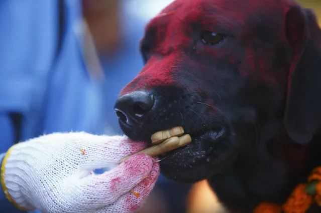 A police dog is offered biscuits after being worshiped by a police officer during the dog festival as part of celebrations of Tihar at Nepal Police Academy in Kathmandu October 22, 2014. (Photo by Navesh Chitrakar/Reuters)