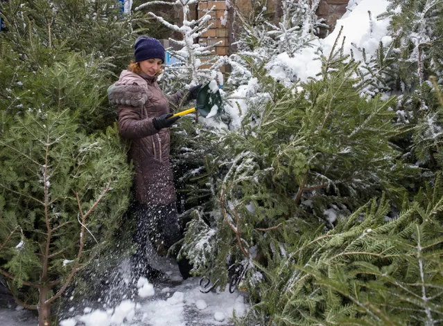 A street vendor cleans Christmas trees from a snow as she waits for customers in Kiev, Ukraine December 19, 2017. (Photo by Gleb Garanich/Reuters)