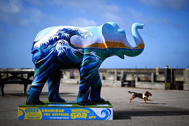 A dog runs around one of the elephant artworks on the pier, on March 28, 2025 in West Bay, England. Stampede by the Sea is an art trail, around Bridport, West Bay and Lyme Regis, exhibiting thirty striking and colourful elephants, each designed and painted by talented artists. The trail will conclude with each sculpture being auctioned for charity and is raising funds for Weldmar Hospicecare, who provide specialist end of life care for local adults with a life limiting illness, and support for their loved ones. (Photo by Finnbarr Webster/Getty Images)