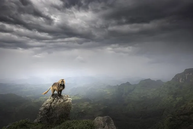 A gelada monkey on a mountain in Ethiopia in November 2022. Closely related to baboons, the monkeys live at an altitude of between 1,800 and 4,400 metres. (Photo by Marco Gaiotti/Media Drum Images)