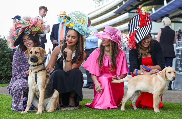 Guide dog puppies interact with racegoers wearing big hats at Ascot Racecourse in UK on Tuesday, June 3, 2025, as part of their socialisation training to become comfortable around unusual headwear. (Photo by Kieran Cleeves/PA Media Assignments)