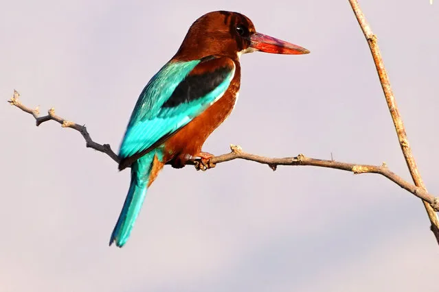 A white-throated kingfisher (Halcyon smyrnensis) bird near the lake in Ajmer, Rajasthan, India on 15 December 2022. (Photo by ABACA/Rex Features/Shutterstock)