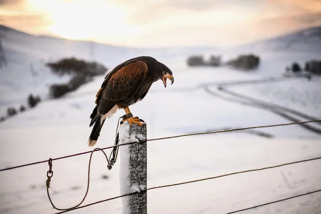 A Harris Hawk sits on a fence prior to its owner using it to hunt for rabbits in the snow on January 18, 2018 in Leadhills, Scotland. Motorists are being warned to drive with caution as snow and icy conditions continue in the South of Scotland. (Photo by Jeff J. Mitchell/Getty Images)