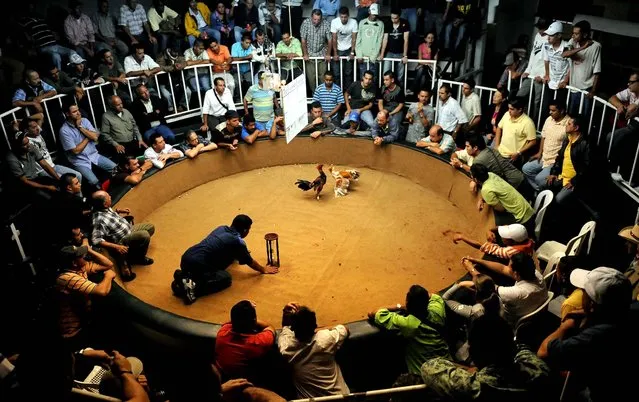 People enjoy a cockfight at “Viejos Tiempos” club in Medellin, Antioquia Department, Colombia. Cockfight rings are very popular in Colombia. (Photo by Raul Arboleda/AFP Photo)