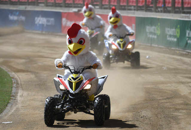 People wearing chicken suits drive quad bikes as part of “Chicken Run” during a media preview of the 2024 Sydney Royal Easter Show at Sydney Showground in Sydney, on Thursday, March 21, 2024. (Photo by Steven Saphore/AAP Image)