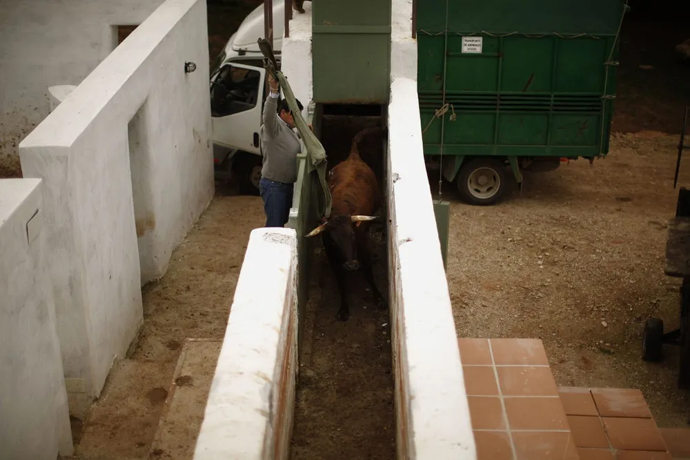 The First International Biennial of Bullfighting