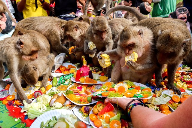 Monkeys eat fruits during the annual Monkey Festival in Lopburi province, Thailand, on November 27, 2022. (Photo by Juarawee Kittisilpa/Reuters)