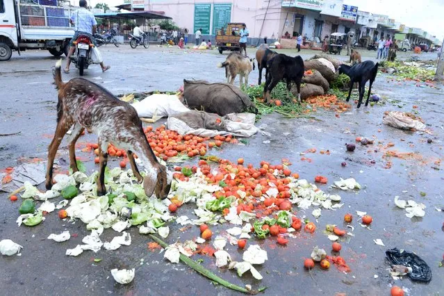 Goats eat spoilt vegetables, discarded by vendors at a vegetable wholesale market following heavy rain in Hyderabad, India on September 24, 2016. Rains that have caused heavy flooding around the southern state of Telangana are expected to continue in the coming days, Indian meteorological officials said. (Photo by Noah Seelam/AFP Photo)
