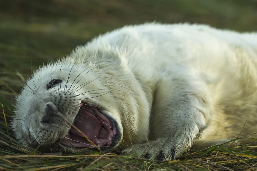 Seal Pup Season in England