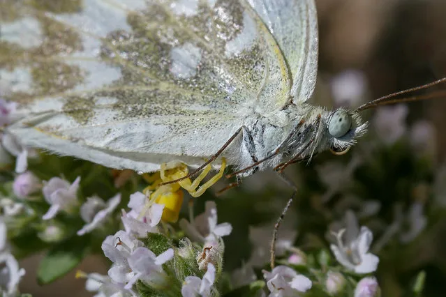 A yellow crab spider catches a butterfly sitting on flowers in Van, Turkey on June 22, 2020. (Photo by Ozkan Bilgin/Anadolu Agency via Getty Images)