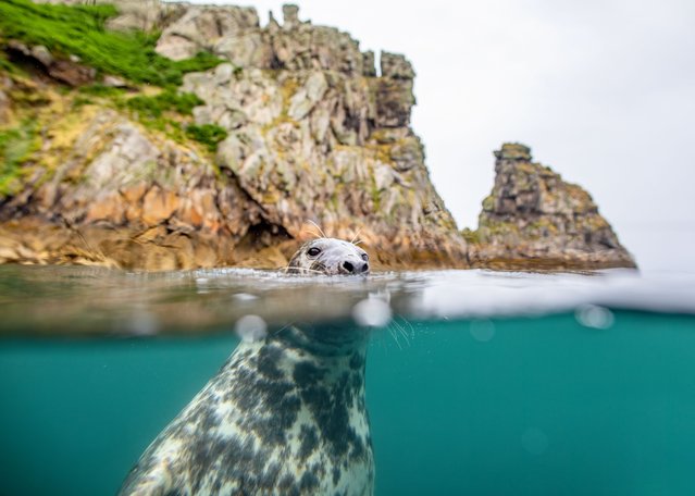 Grey seals show their playful side while swimming off the English coast, UK in the last decade of May 2025. (Photo by Brian Matthews/Solent News)