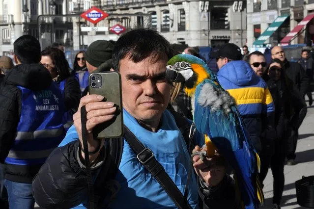 A man holding an exotic bird takes photos with his phone during a demonstration against the proposed animal protection law, Madrid, Spain, Sunday, February 5, 2023. Pet shops and traditional shops selling animals say the protection of animals law will leave them in ruin. (Photo by Paul White/AP Photo)