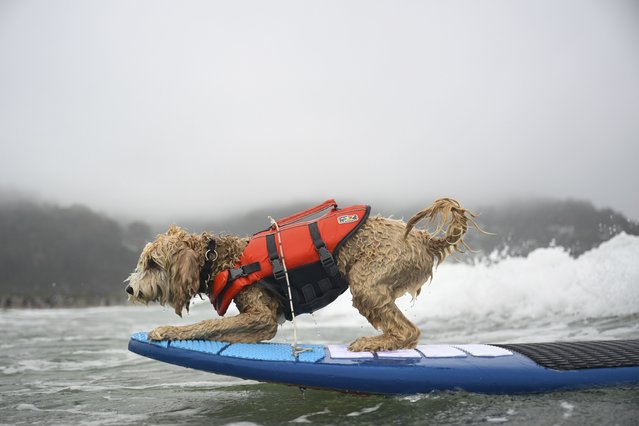 Coconut catches a wave during the World Dog Surfing Championships Saturday, August 2, 2025, in Pacifica, Calif. (Photo by Eakin Howard/AP Photo)