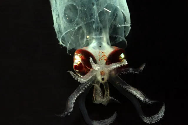 In this September 2016 photo provided by the National Oceanic and Atmospheric Administration, a glass squid that was found off the coast of Hawaii's Big Island is shown. Federal researchers just returned from an expedition to study the biodiversity and mechanisms of an unusually rich deep-sea ecosystem off the coast of Hawaii. (Photo by NOAA via AP Photo)
