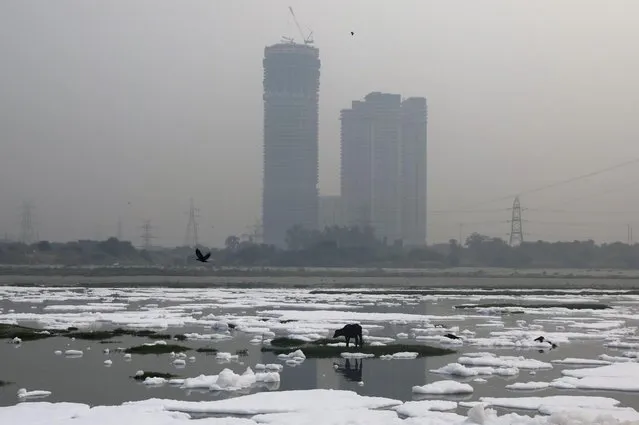 An animal is seen grazing in the polluted water of the river Yamuna, covered in foam during a hazy morning, in New Delhi, India, October 14, 2020. (Photo by Anushree Fadnavis/Reuters)