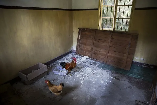 A rooster and chicken walk about an empty room in an abandoned building at Yangjia Hospital in Wuyi County, Zhejiang Province, China October 19, 2015. (Photo by Damir Sagolj/Reuters)
