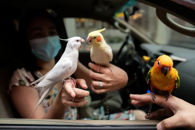 A woman aboard a vehicle shows off her pet birds as they queue for a drive-thru pet blessing amid the coronavirus disease (COVID-19) outbreak on World Animal Day, in Eastwood Mall, Quezon City, Philippines, October 4, 2020. (Photo by Eloisa Lopez/Reuters)
