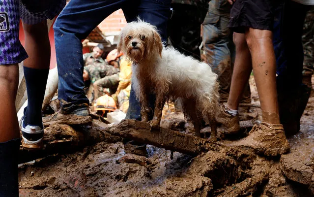 A dog covered in mud is seen at one of the landslide sites after severe rainfall at Barra do Sahy, in Sao Sebastiao, Brazil on February 21, 2023. (Photo by Amanda Perobelli/Reuters)