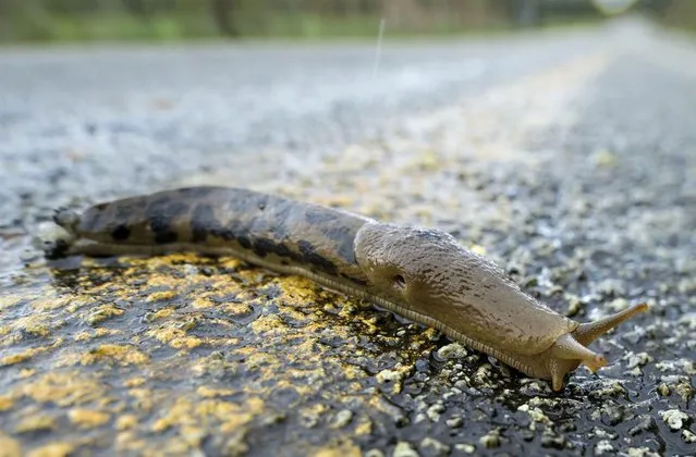 An 8-inch-long (20,32 cm) banana slug slowly crosses a country road on a rainy morning near Elkton, Oregon, on April 7, 2013. (Photo by Robin Loznak)