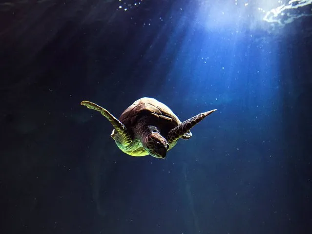 A turtle swims in the aquarium in Madrid, Spain, Thursday, December 11, 2014. (Photo by Andres Kudacki/AP Photo)