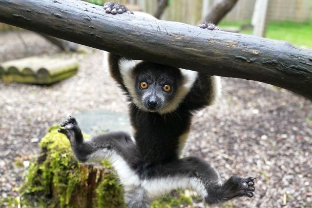 One of two black-and-white ruffed lemur pups born at Blair Drummond Safari and Adventure Park, near Stirling, UK on Friday, May 24, 2024.The critically endangered lemur pups, both female were born on April 14 and have been named Nova, meaning “new” and Evie meaning “life”. (Photo by Andrew Milligan/PA Images via Getty Images)