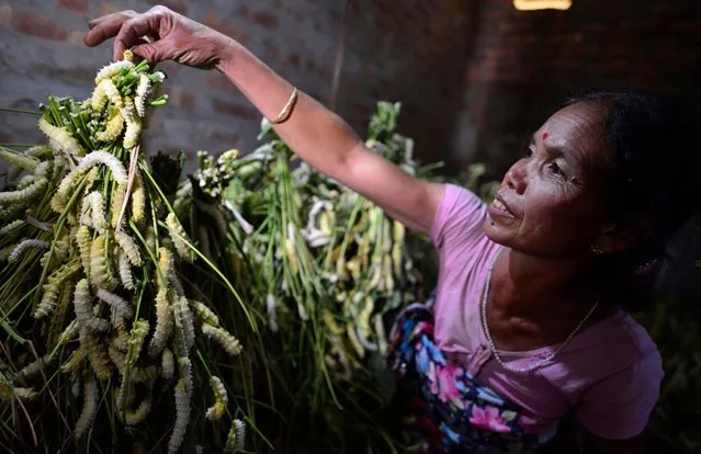 An Indian tribal woman rears silk worms in Assam, India, 28 November 2020. Silk worms is an additional income for the villagers living rur​al areas of Assam. (Photo by EPA/EFE/Stringer)