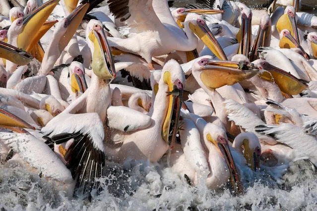 Great white pelicans eat fish provided by Israeli farmers at a water reservoir in the Emek Hefer valley, north of Tel Aviv, on November 27, 2020. An estimated 50,000 pelicans stop off in Israel during their annual migration from the Balkans to Africa, where they enjoy a mild winter before returning to Europe. They rest and feed for weeks, causing chaos for fish farmers, whose outdoor commercial pools and reservoirs provide rich pickings. Farmers have tried to deter them with loudspeakers, laser beams and by firing blank rounds from rifles. In their desperation, they have come up with another way: offering the birds a free lunch. (Photo by Menahem Kahana/AFP Photo)
