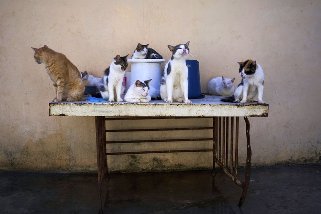 Stray cats gather on a table at the protected cat colony “Proyecto Aldameros”, in a park in the historic area of Havana, Tuesday, August 5, 2025. (Photo by Ramon Espinosa/AP Photo)
