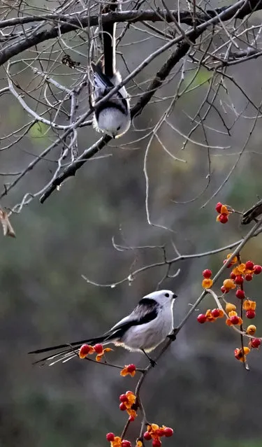 Cute silver-throated tits, which are also called panda birds, attracted by ripe fruit appear in a park in Daqing city, northeast China's Heilongjiang province, 27 October 2020. (Photo by Rex Features/Shutterstock)