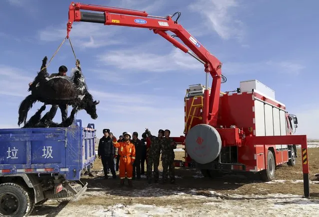 A crane lifts the frozen carcass of a yak onto the back of a garbage truck, near a lake in Golog Tibetan Autonomous Prefecture, Qinghai province, China, November 14, 2015. Firefighters in Qinghai pulled out 22 yaks, which were killed after falling into a partially frozen lake on Saturday. The yaks were drinking water from the lake while the ice surface cracked open, local media reported. (Photo by Reuters/Stringer)