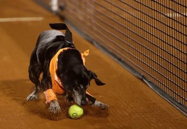 A dog that is up for adoption at the NGO Anonymous Paws performs retrieving balls during the Rio Open Tennis tournament in Rio de Janeiro, Brazil, Tuesday, February 15, 2022. (Photo by Bruna Prado/AP Photo)