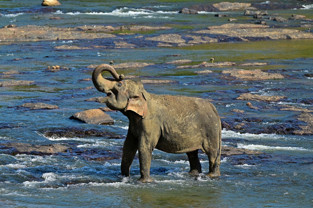 A Look at Life in Sri Lanka