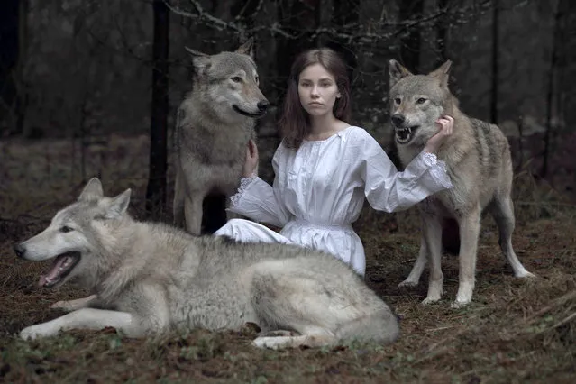 “Alena with wolves”. “So I started searching for other animals online to picture such as wolves and foxes. I am trying to shoot scenes from popular Russian fairy tales as most of them have animals as their main characters”. (Photo by Olga Barantseva/Caters News Agency)