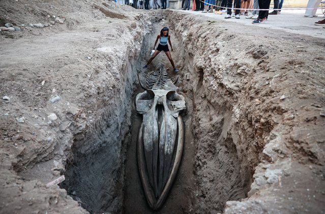 Excavations continue for unearthing the skeleton of a 14-metre-long fin whale, which washed ashore in Mersin in 2021 and was subsequently buried, for use in scientific research, in Mersin, Turkiye on October 07, 2025. As part of the “The Silence of the Whale Turns to Science” project, excavation work at the site where it was buried has made most of the whale skeleton visible, with the aim of reassembling it. (Photo by Serkan Avci/Anadolu via Getty Images)