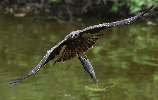 A kite catches a fish from a pond at the Zoological Park in New Delhi on May 14, 2018. (Photo by Prakash Singh/AFP Photo)