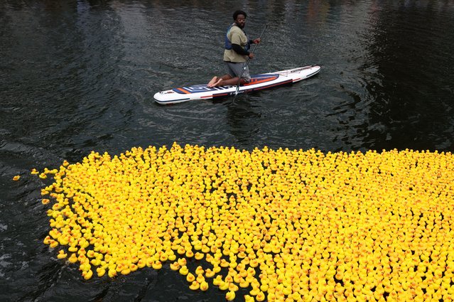 Rubber ducks float on a canal in Paddington during the annual Rubber Duck Race in London, Britain on July 25, 2024. (Photo by Hollie Adams/Reuters)
